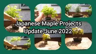 Japanese Maple Bonsai Projects June 2022