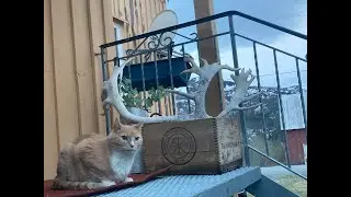 Country Cat Life