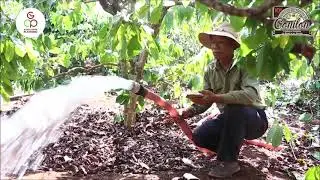 9 - Coffea canephora no VIETNÃ (em Português)