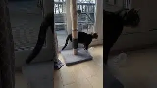 Catnip