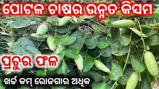 ପୋଟଳ ଚାଷ କେମିତି କରିବେ, ସ୍ଵର୍ଣ ଅଲୌକିକ ପୋଟଳ ଚାଷ 