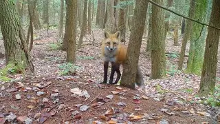 Fox Den Site Selection & Playful Fox Courtship
