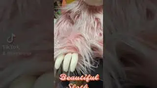 Beautiful Sloth $10 🦥 #toystorergv #rgv #sloth #smallbusiness