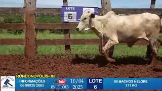 LOTE 06 - 56 MACHOS NELORE 277KG