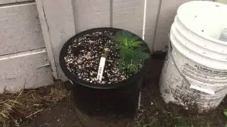 Cannabis Indoor 2016 Winter Pt 1!!