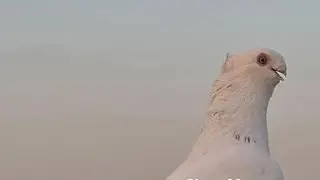 فتحنا على شبابات 