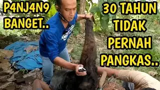 SELAMET ❤️30 TAHUN TIDAK PERNAH PANGKAS RAMBUT