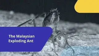 Strangest Defense Mechanisms in Nature