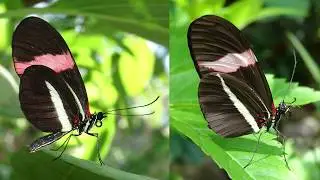 Butterfly Rainforest Moment: Postman butterflies