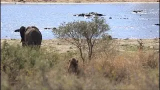 Elephant Interrupts Lion Hunting Impala - Kruger National Park Wildlife Videos