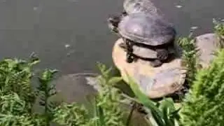 Turtles on each other