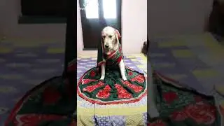 Dog wear saree