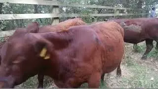 Cattle Grazing Conservation Short