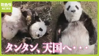 「多くの人を癒して愛してくれてありがとう」パンダのタンタンが天国へ…“人間で１００歳くらいに相当”の２８歳　あすから献花台を設置（2024年4月1日）