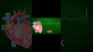 How much blood does the human heart pump in a day?