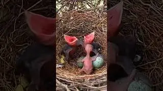 Adorable Newborn Baby Birds Newborn Birds Waiting for Mom (p3) #viral #trending #shorts