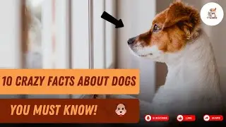 🐶 10 Amazing Dog Facts That Will Surprise You! 😲 | Must-Know Dog Facts | #pets