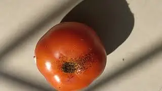 Ants attack on Tomato