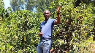 Murimi Gakuha , Kiana Coffee Farm, Nyeri  Kenya