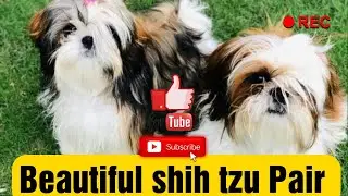Most Beautiful  Shih tzu Pair In Peshawer || Breeder Sidra Atif From Lahore