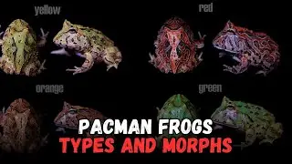 Pacman Frog Types & Morphs Guide: Buying Cost, Diet & Complete Beginner Care Sheet