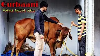 Qurbani - Bakrid Special video an important message  by hyderabadi comedy | unique nizambadiz