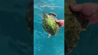 Our love for the ocean runs deep.🌊❤️#sea #love #wholesome #heartwarming #helpanimal #foryou
