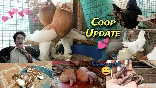 Our Coop Update 🤩 & New Pet 💝 @Pigeonaddictor143