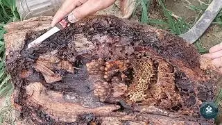 An easy Method To Honey Harvesting of Stingless Bees || Division of stingless bees