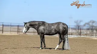 Trouble With Cats “Rico” 2019 AQHA Gelding
