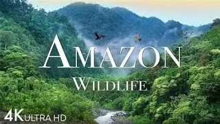 Mystery of Amazon Forest| Amazon Rainforest | Secrets of Amazon Forest in Urdu Hindi अमेज़न जंगल