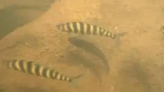 Leporinus Adventure