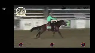 3yo stallion futurity prospect 