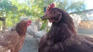 Village Harmony — Chickens Eating Healthy Garden Food