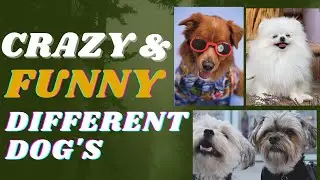 Different Dog's Funny | #crazyanimal #dogs  #youtubeshorts #dog #viralshorts #ytshorts #cutecat