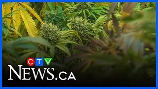 Teen cannabis use has spiked since legalization: study