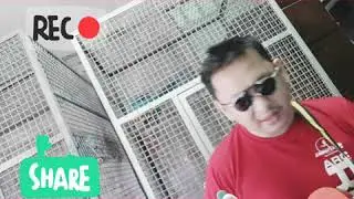 Sigaw ng puso Ukelele BY FATHER & SONS shity cover by SKILLESSLANGONISA