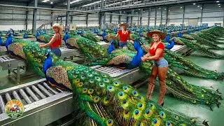 How Millions of Peafowls Are Raised and Processed through High Profit Peacock Farming