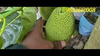 Super early all time jackfruit plant available 4 varieties plant kolkata west bengal Thailand furit