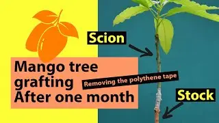 mango tree #grafting after one month #easy #garden #fruit #agriculture