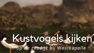 Kustvogels kijken bij Westkapelle #761