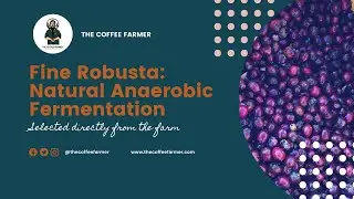FINE ROBUSTA NATURAL COFFEE PROCESSING - ANAEROBIC FERMENTATION WITH YEAST | THE COFFEE FARMER