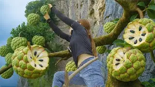 Harvesting Giant Wild Custard Apple on Rocky Cliffs, Make Fresh Smoothie | Satisfying Natural Drink