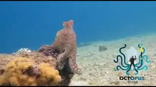 beautiful octopus in aqaba/jordan 👌😊🐙