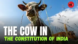 The Cow in Indian History, Its Inclusion and Article 48 | Past and Curious History Podcast