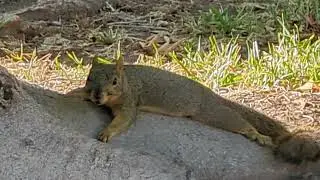 OMG this squirrel is SO CHILLED!