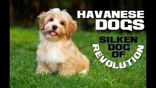 10 Havanese Dog Facts - The Silken Dog of Revolution - Animal a Day H Week