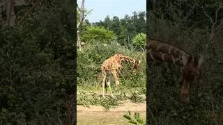 I HAD A GREAT TIME AT THE ZOO IN ZURICH SWITZERLAND😊#travel#cute#funny#switzerland#travelvlog#fyp