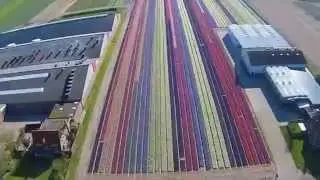 Bulb fields, Breezand Noord-Holland