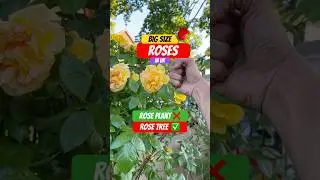 Big size Roses in #uk #roses #plants #nature 🇬🇧